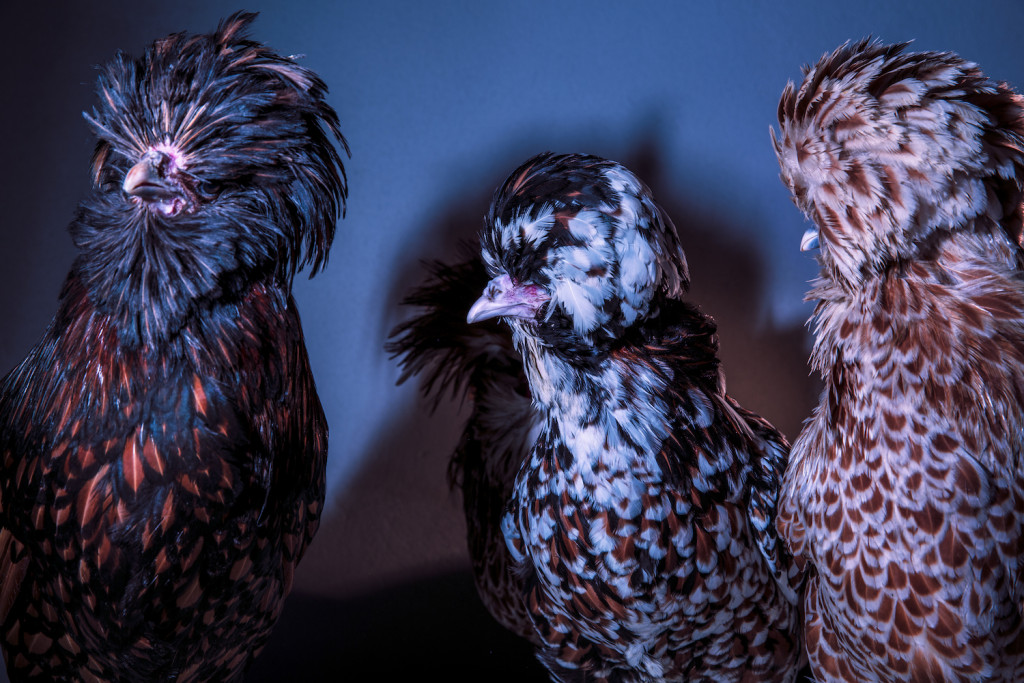 Chic Chicks ©Dan Bannino - Chicks' business-