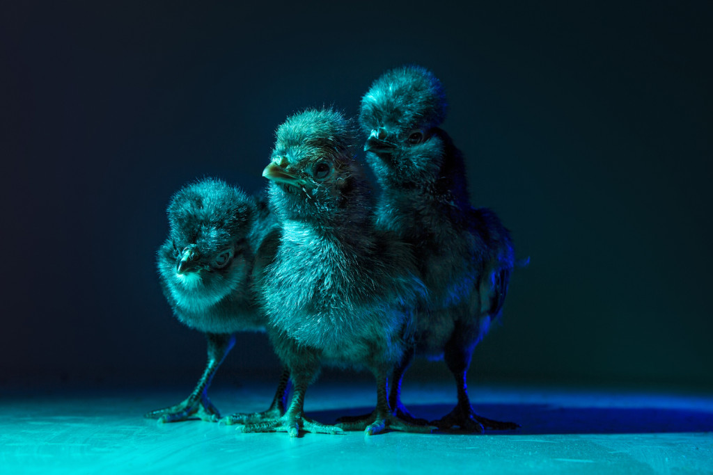 Chic Chicks ©Dan Bannino -Marvin, Joe, Pedro-