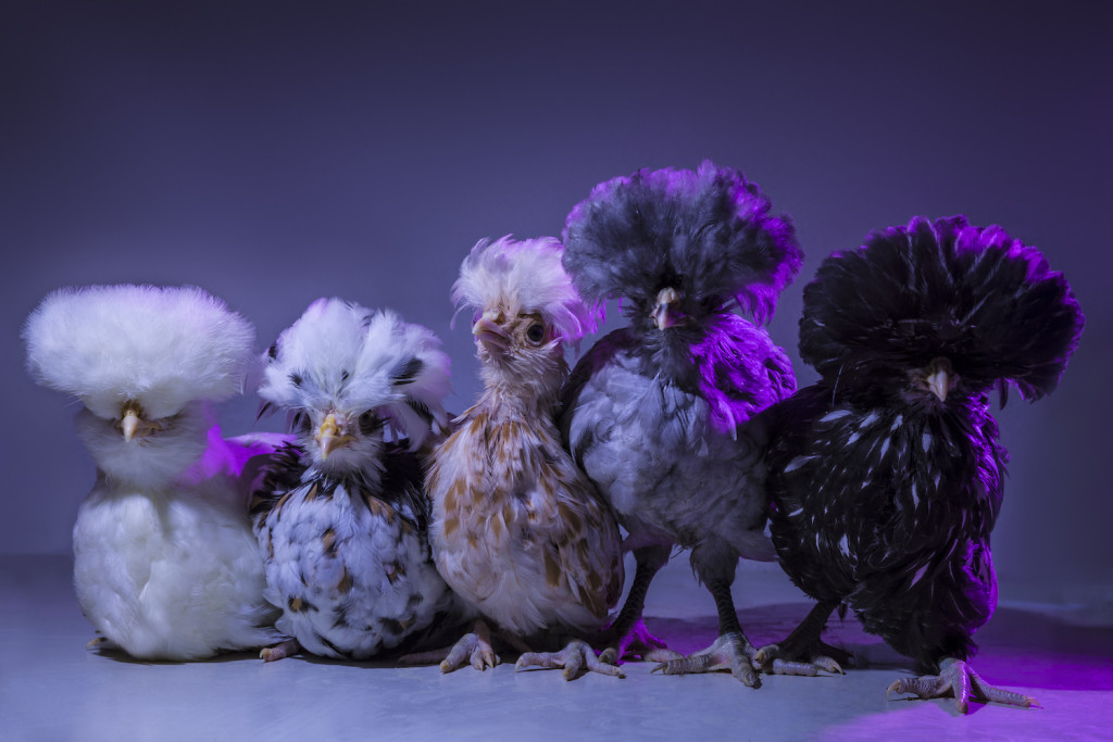 Chic Chicks ©Dan Bannino - Fluffy, Yolko, Willow, Flocky, Ziggy