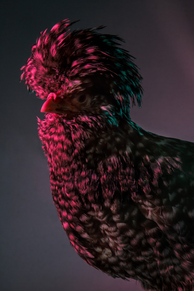 Chic Chicks ©Dan Bannino -Jennifer/Cuckoo coat-